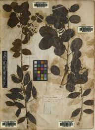 Image result for Grewia olukondae