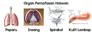 Apakah haiwan tersebut ?organ pernafasan haiwan terbahagi kepada empat jenis iaitu : Chang Tun Kuet Unit 3 Haiwan