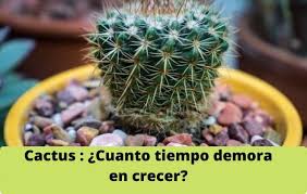 Si el cultivo es en maceta, durante la primavera y el otoño, riega cada 15 días y espera una semana después de que se seque el substrato. Cuanto Tiempo Demora El Cactus En Crecer Tu Huerto Urbano En Casa Planta Tu Huerto