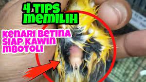4 Ciri Ciri Kenari Betina Siap Kaw1n Untuk Peternak Pemula Youtube