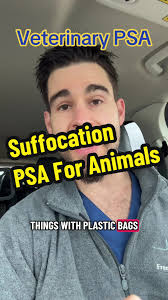 Understanding Sundowners Syndrome in Dogs