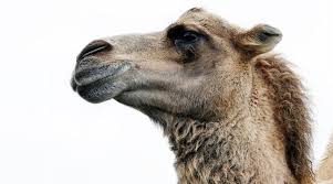 Female tourist riding a camel in desert vector. Boten The Cranky Camel Reckless Traveller