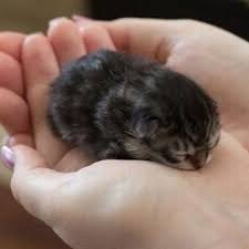 The way you can their mother's cat with regard to around eight days prior to becoming separated as well as or even used. 15 Extremely Cute Newborn Kittens We Just Had To Share Cute Cats And Kittens Cute Animals Kittens And Puppies