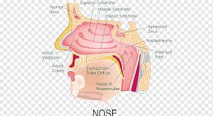 Your doctor uses a needle to. Anatomy Of The Human Nose Nasal Cavity Diagram Nose Text Hand People Png Pngwing