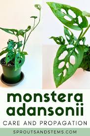 Monstera Adansonii Care And Propagation Easy Plants House Plant Care Propagation
