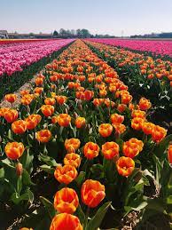 Tulip Fields Lisse Netherlands Private Tour At Fam Flower Farm Travel Wanderlust Tulipfields Flowerfields Ho Tulip Fields Planting Flowers Flower Farm