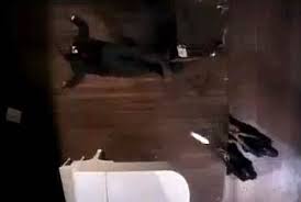 Comparisons between the malcolm x assassination from the movies death of a prophet (1981), malcolm x (1992) and ali (2001). Malcolm X Killer Thomas Hagan Freed On Parole Daily Mail Online