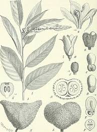 Image result for Hypselodelphys