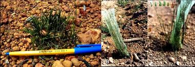 Image result for Tetraria