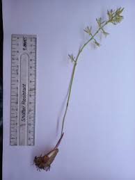 Image result for Eulophia norlindhii