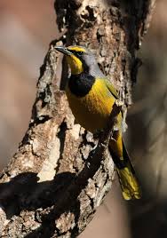 Garden Birds Of South Africa Pictures And Names Bokmakierie Telophorus Zeylonus At Walter Sisulu National Botanical Garden South Africa Beautiful Birds Wild Birds Birds Butterflies