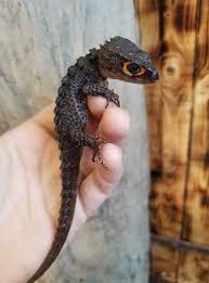 9 Red Eyed Crocodile Skink Ideas Crocodile Skink Red Eyed Crocodile Skink Crocodile