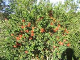 Image result for Melaleuca decussata