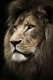 Proverbs 30 30 A Lion Which Is Strongest Among Beasts And Turneth Not Away For Any Cok Sirin Hayvanlar Hayvanlar Hayvan