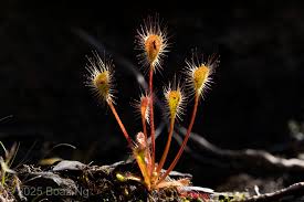 Image result for Monodora stenopetala