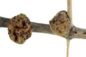 Image result for pseudomonas savastanoi pv nerii oleander symptoms