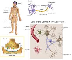 The central system is the primary command center for the body, and is comprised of. Anatomy Of Nervous System Anatomy Drawing Diagram