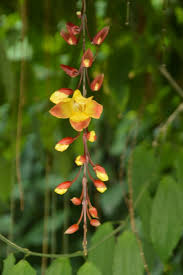 Image result for Thunbergia mysorensis