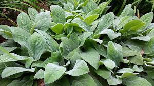 Many people dry it and pair it with other dried wild flowers to add to dried bouquets. How To Grow Lamb S Ears Stachys Byzantina Gardening Channel