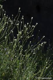 Image result for Crambe hispanica