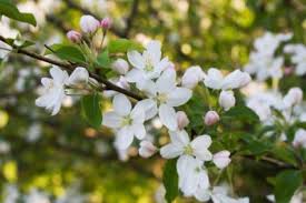 See more ideas about flowering crabapple, crab apple, columnar trees. Why Crabapple Isn T Flowering Reasons For No Flowers On Crabapple Trees