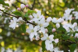 Check spelling or type a new query. Why Crabapple Isn T Flowering Reasons For No Flowers On Crabapple Trees