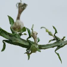 Image result for Ceropegia namuliensis