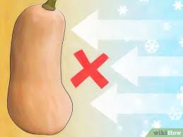 One joy is that growing butternut squash keeps the weeds under control; 3 Ways To Grow Butternut Squash Wikihow