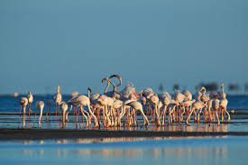 Flamants Roses Camargue France Camargue Tourisme En France Flamant Rose