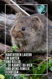Hantaviren Lauern Im Garten Und Keller So Kannst Du Deine Familie Und Dich Schutzen Video Garten Tiere Gut Zu Wissen