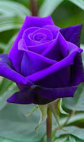 Here are pictures of beutiful flowers…that are rare and amazing!!! Tommy Williams I Miss You Miss You Sending Me Beautiful Flowers Especially Purple Roses To The Moon And Beautiful Rose Flowers Purple Flowers Purple Roses