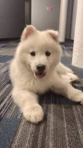 What is a pomsky's temperament like? Pomsky Puppies For Sale Philadelphia Pa 304541
