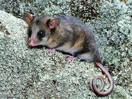 Mountain Pygmy Possum Critically Endangered Australian Native Animals Australian Animals Australia Animals