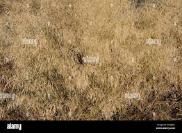 Image result for Hyparrhenia pilgeriana