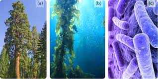 Contoh Organisme Autotrof Dan Heterotrof Budisma