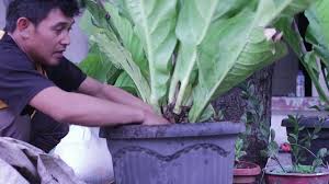 Berbeda dengan tanaman jenis lain, tanaman hias bisa membuat bangunan, taman, kolam, bahkan dekorasi suatu tempat menjadi lebih indah. Jemani Cobra Termahal Youtube