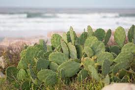 This statement applies only to certain types of agaves and cacti growing in conditions that are not suitable for normal existence. Cactus Beach Nature Sand Sea Ocean Plant Natural Outdoors Flower Texas Pikist