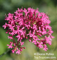 Image result for Centranthus