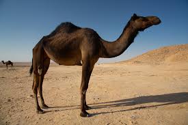 It is just a matter of how your routes are designed. Camels Kydroon S Blog