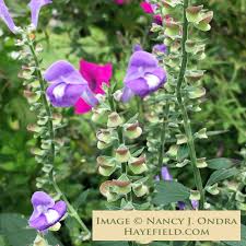 Image result for Scutellaria violascens