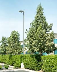 Image result for Brachychiton populneus