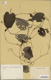 Image result for Raphidiocystis