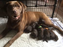 Why buy a labrador retriever puppy for sale if you can adopt and save a life? Chunky Chocolate Labrador Puppies For Sale Dogs Breeds And Everything About Our Best Friends