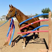 Meet the Team: Rita Hoch, CEO & Founder of Nexus Animals 💙 Rita Hoch  founded Nexus Equine in 2016 with a passionate mission to reduce the number  of at-risk horses through education,