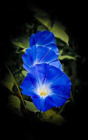 Blue Beauty Morning Glory Flowers Amazing Flowers Pretty Flowers