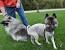 Keeshond Black