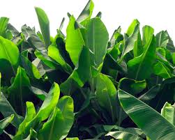 Keep in mind, when a plant is hardy to a specific zone, it will usually perform well. Winter Hardy Tropical Plants Diy