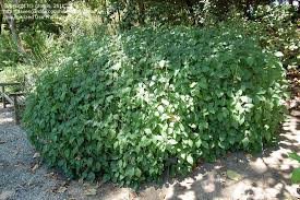 Image result for Rungia