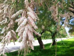 Image result for Grona ramosissima