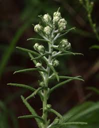 Image result for Pseudognaphalium oligandrum